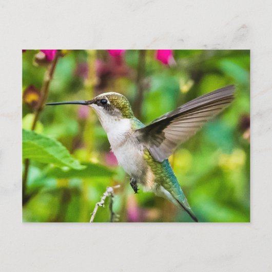 Hummingvogel im Flug Postkarte (Vorderseite)