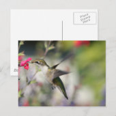 Hummingvogel im Flug Postkarte (Vorne/Hinten)