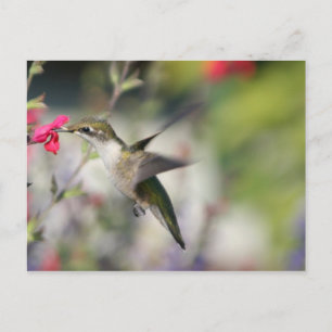 Hummingvogel im Flug Postkarte