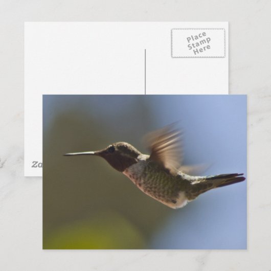 Hummingvogel im Flug Postkarte (Vorne/Hinten)