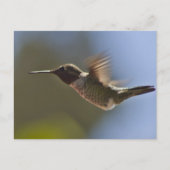 Hummingvogel im Flug Postkarte (Vorderseite)