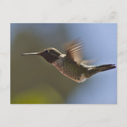 Hummingvogel im Flug Postkarte (Vorderseite)