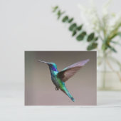 Hummingvogel im Flug Postkarte (Stehend Vorderseite)