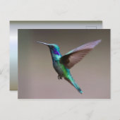 Hummingvogel im Flug Postkarte (Vorne/Hinten)
