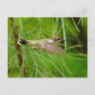 Hummingvogel im Flug Postkarte