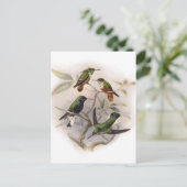 Hummingvögel im Flug Postkarte (Stehend Vorderseite)