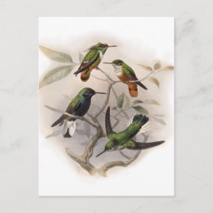 Hummingvögel im Flug Postkarte