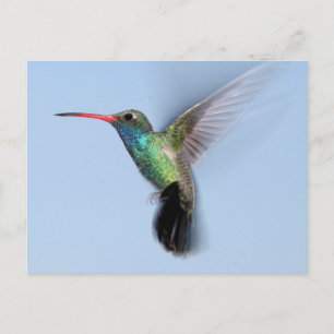 Hummingvogel im Flug Postkarte