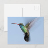 Hummingvogel im Flug Postkarte (Vorne/Hinten)