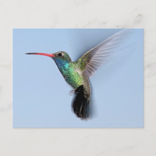 Hummingvogel im Flug Postkarte (Vorderseite)