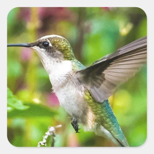 Hummingvogel im Flug Quadratischer Aufkleber (Vorderseite)