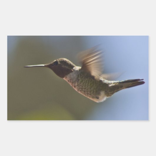 Hummingvogel im Flug Rechteckiger Aufkleber (Vorderseite)