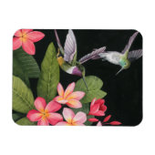 Hummingvögel in der Plumeria Magnet (Horizontal)