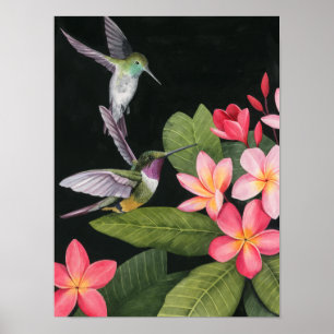 Hummingvögel in der Plumeria Poster