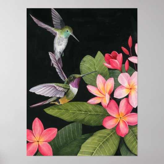 Hummingvögel in der Plumeria Poster (Vorne)
