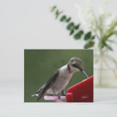 Hummingvogel in Georgien Postkarte (Stehend Vorderseite)