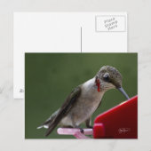 Hummingvogel in Georgien Postkarte (Vorne/Hinten)