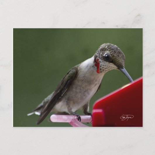 Hummingvogel in Georgien Postkarte (Vorderseite)
