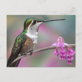 Hummingvogel in Weißohr bei Erholung Postkarte