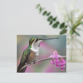 Hummingvogel in Weißohr bei Erholung Postkarte (Stehend Vorderseite)