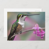 Hummingvogel in Weißohr bei Erholung Postkarte (Vorne/Hinten)