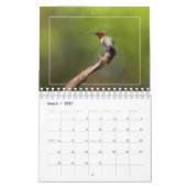 Hummingvögel Kalender (Mär 2027)