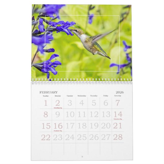 Hummingvögel Kalender (Feb 2026)