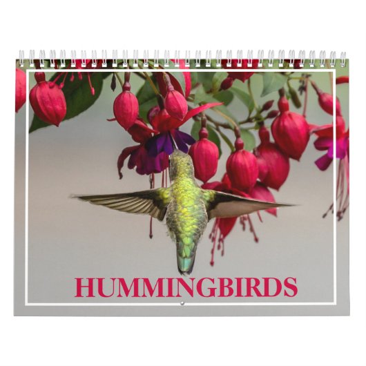 Hummingvögel Kalender (Titelbild)