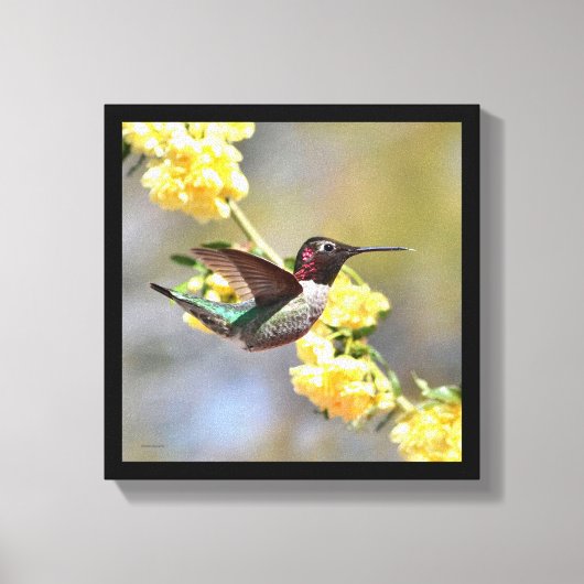 Hummingvogel Leinwanddruck (Vorderseite)