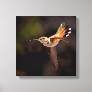 Hummingvogel Leinwanddruck