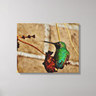 Hummingvogel Leinwanddruck