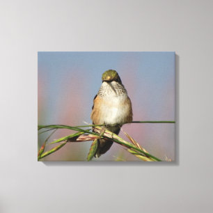 Hummingvogel Leinwanddruck