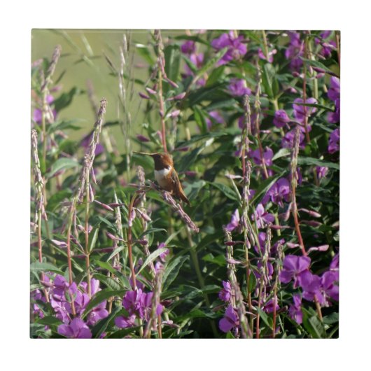 Hummingvogel Lila Fliese (Vorderseite)