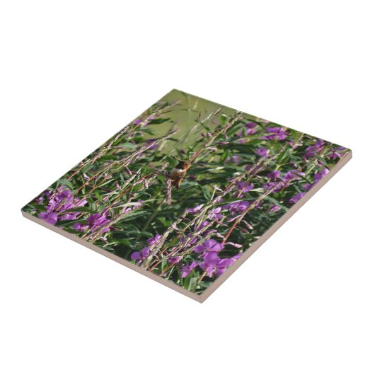 Hummingvogel Lila Fliese (Seite)