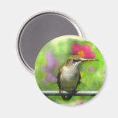 Hummingvogel Magnet (Vorderseite/Rückseite)
