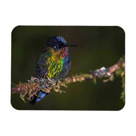 Hummingvogel Magnet (Horizontal)