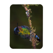 Hummingvogel Magnet (Vertikal)