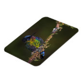 Hummingvogel Magnet (Linke Seite)