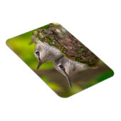 Hummingvögel Magnet (Rechte Seite)