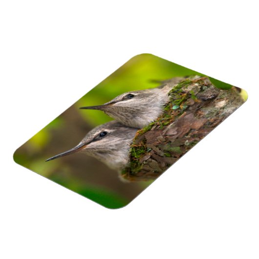Hummingvögel Magnet (Linke Seite)
