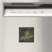 Hummingvogel Magnet (In Situ (Geschirrspüler))