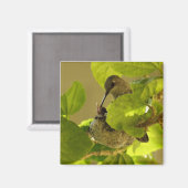Hummingvogel Magnet (Vorderseite/Rückseite)