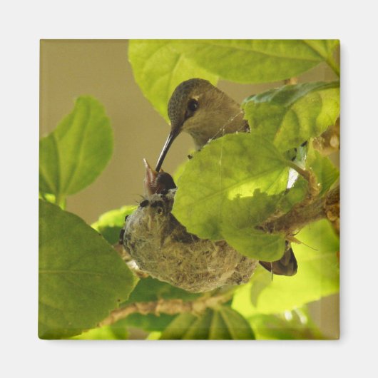 Hummingvogel Magnet (Vorne)