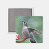Hummingvogel-Magnet Magnet (Vorderseite/Rückseite)
