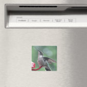 Hummingvogel-Magnet Magnet (In Situ (Geschirrspüler))