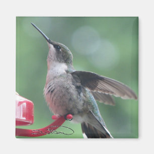 Hummingvogel-Magnet Magnet