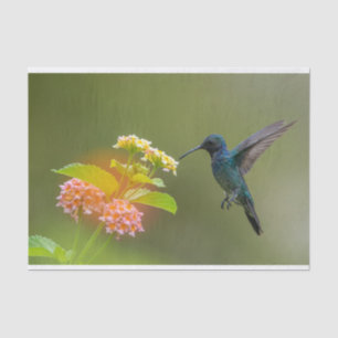 Hummingvogel mit Blume-Gewebe Seidenpapier