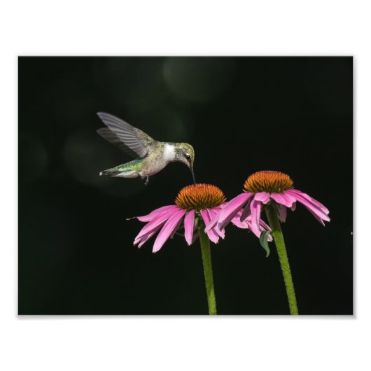 Hummingvogel mit Gärtnerblume Fotodruck (Vorne)