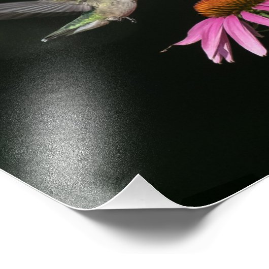 Hummingvogel mit Gärtnerblume Fotodruck (Ecke)