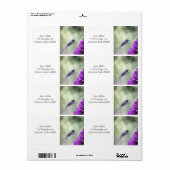 Hummingvogel mit lila Dahlien (Vorne)